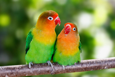 Lovebird