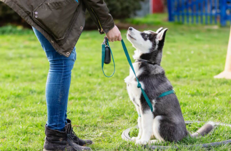 Pet Trainer