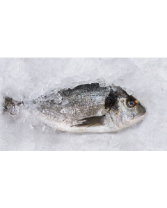 Frozen Fish