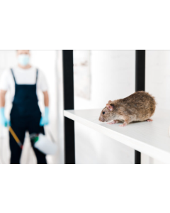 Rats Pest Control