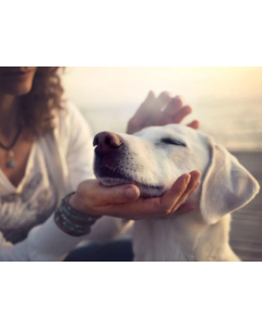 Animal Reiki