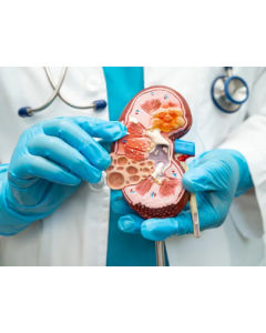 Nephrologist - 7