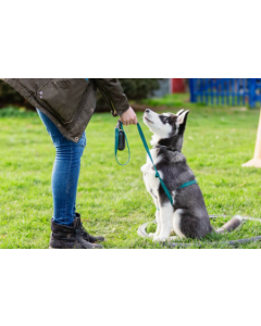 Pet Trainer - 2