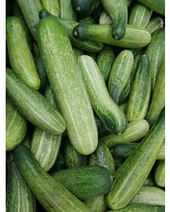 Cucumber