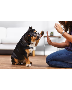 Pet Behavioral Training