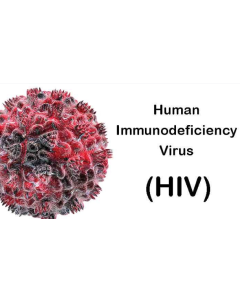 HIV ( Human Immunodeficiecy Virus )