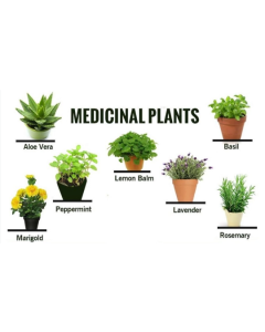 Medical Plant