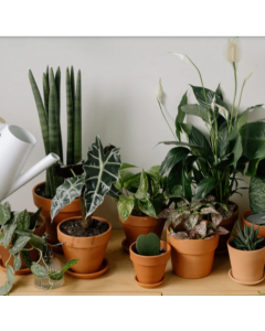 Air Purifying Plants