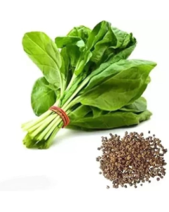 Spinach Seeds