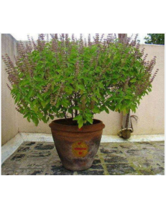 Tulsi Plant