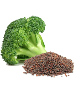 Bbroccoli Seeds