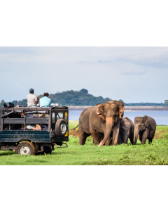 Wildlife Tourism - 1