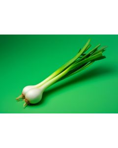 Spring Onion